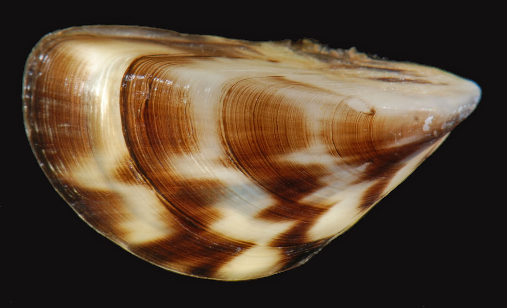 Americans Invasive Mussel Species
