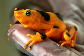 Lethal Fungus Threatens Frog